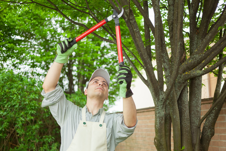 is-it-okay-to-prune-trees-in-the-spring-nelson-tree-specialist