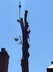 High-Up Tree Cutting