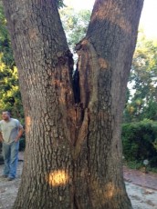 Tree Split