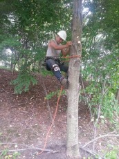 Man Climbing tree