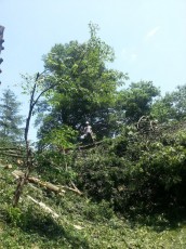 Clearing Big Tree