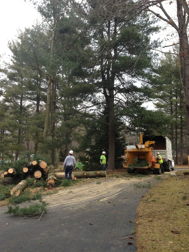 Certified Arborist Nelson Tree Specialist Nelson Tree Specialist