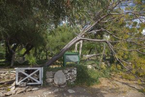 3 Tips to Protect Your Trees from Storm Damage