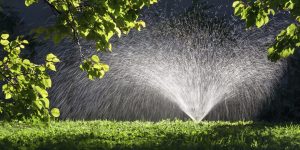 Fall Tree Watering Tips