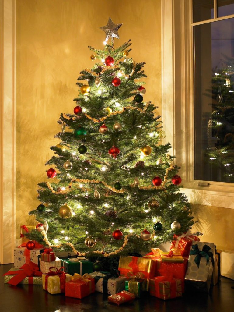 A Guide to the Top 10 Most Popular Live Holiday Trees - Nelson Tree