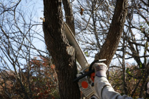 3 Tips for Proper Tree Trimming  
