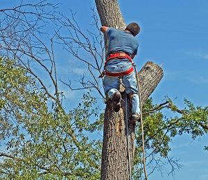 How You Can Benefit from Regular Professional Tree Care