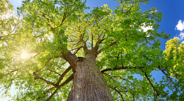 Taking Care of Older Trees