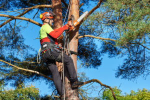 Tree Removal In Rockaway Nj