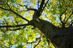 3 Reasons to Call a Professional Tree Care Service