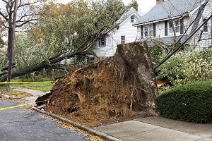 What to Do For Your Trees After a Summer Storm 