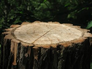 The Importance of Removing That Old Tree Stump