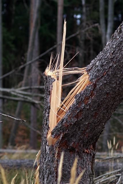 tree trunk