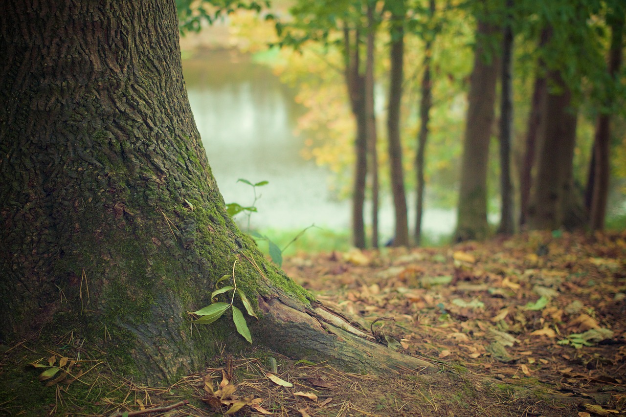 When Should You Plant New Trees Nelson Tree Specialist when-should-you-plant-new-trees-nelson-tree-specialist