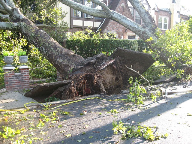 A tree falling and destroying a sidewalk