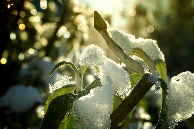 Snow on a tree's leaves, Maryland-Washington, DC, Nelson Tree Specialist