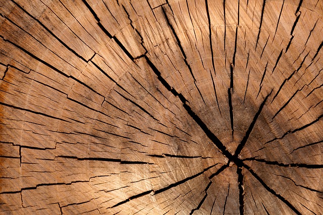 A close-up of a tree stump