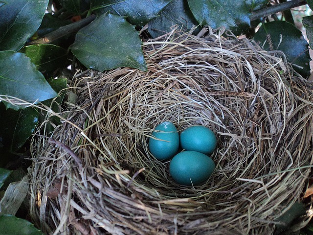 When Is It Safe to Move a Bird's Nest?