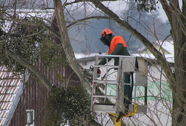 Tree pruning, Maryland-Washington, DC, Nelson Tree Specialist