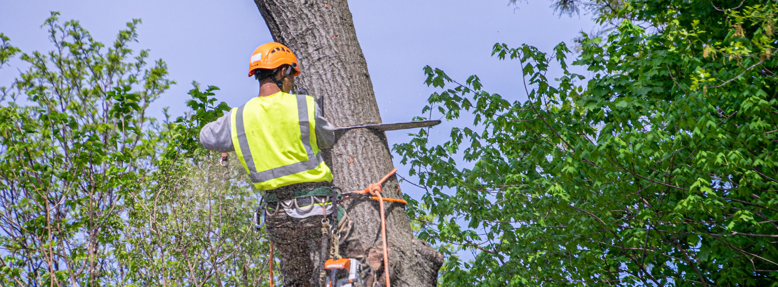 Arborist cutting a large trunk during a tree removal project.