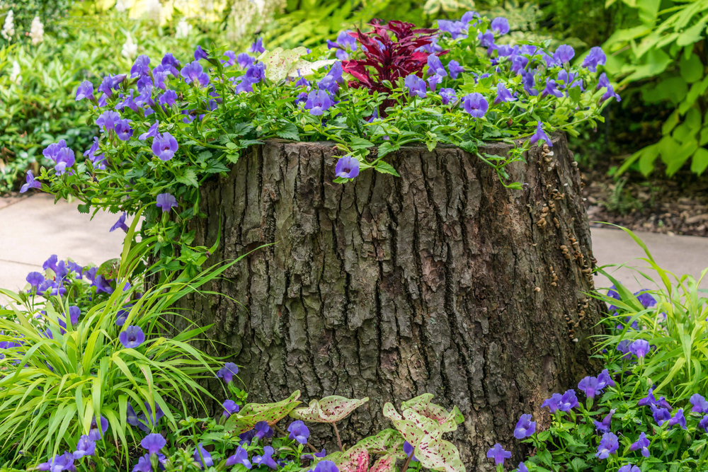 tree stump grinding and repurposing