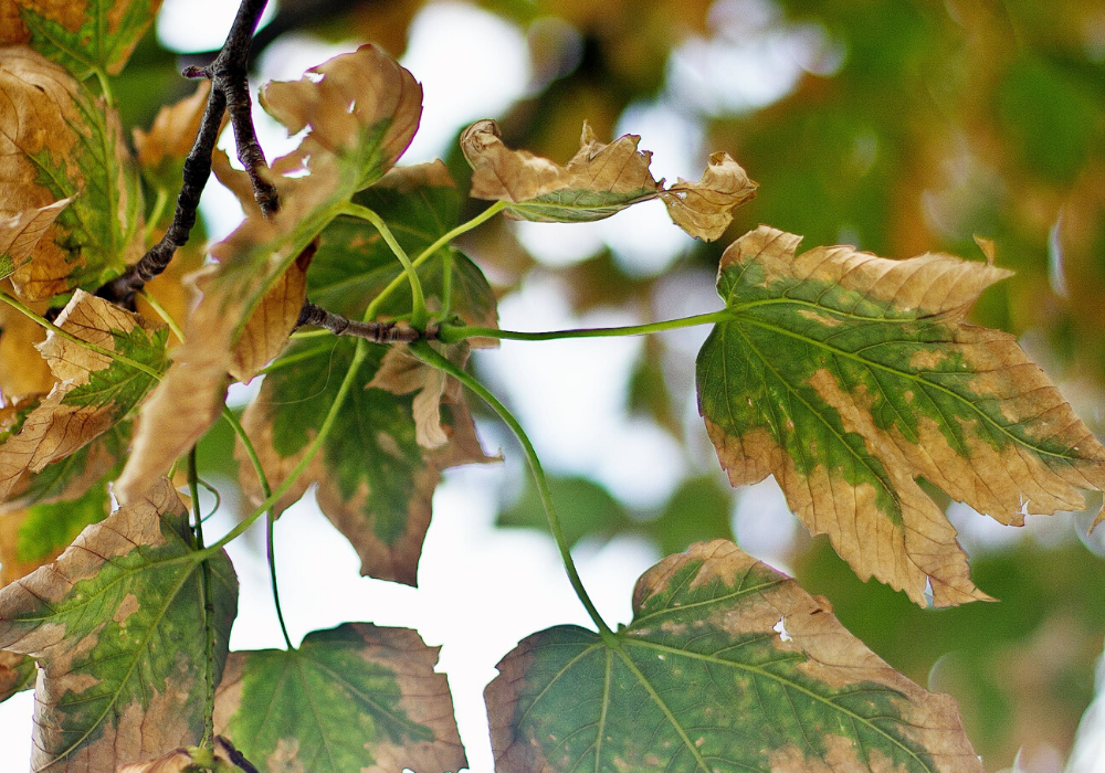 Browning leaves, Maryland-Washington, DC, Nelson Tree Specialist