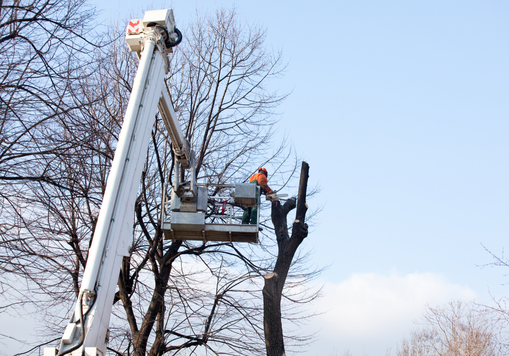 tree crane services in maryland