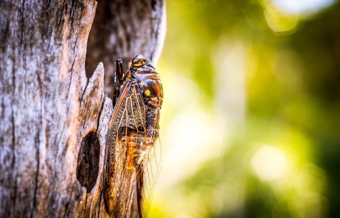 How to Get Rid of Cicadas