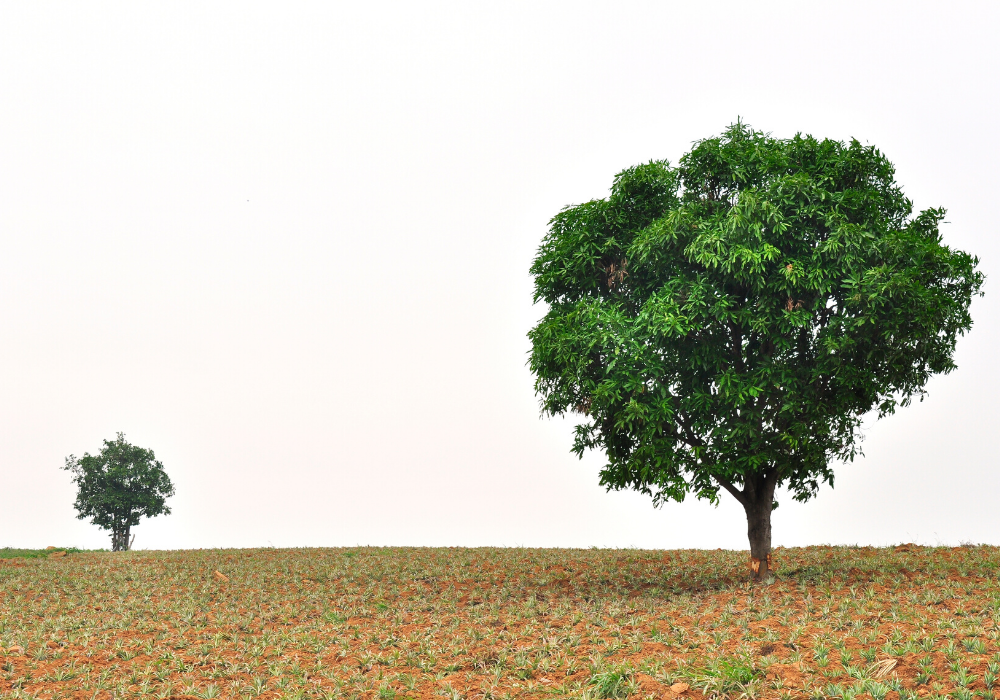 tree pruning growth 