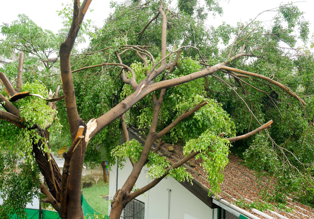 Tree with split limb