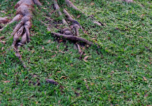 How to Handle Exposed Tree Roots? Are they a health concern for the tree