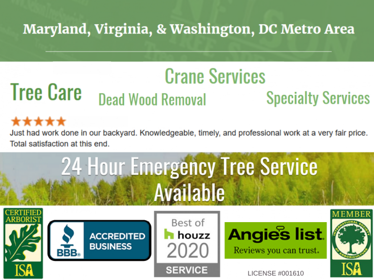 Tree Care Company Find the Best Tree Care Company in Your Area