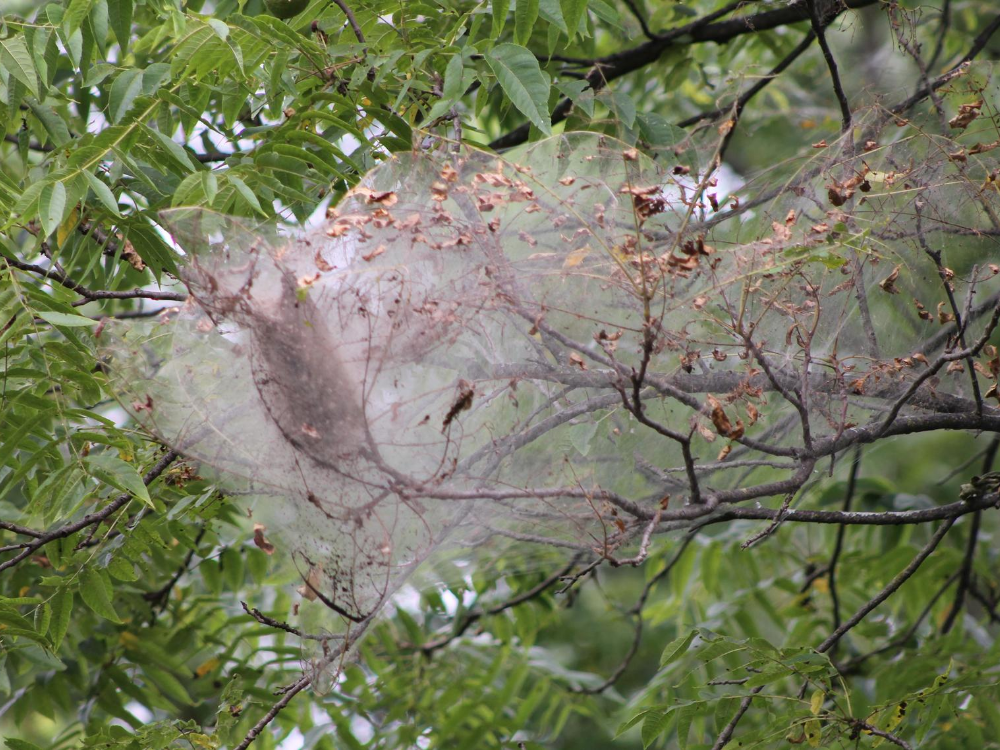 Giant Spider Webs In Trees