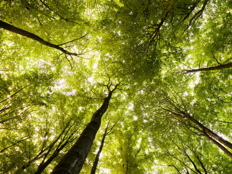 The Environmental Benefits of Trees that will expand your knowledge