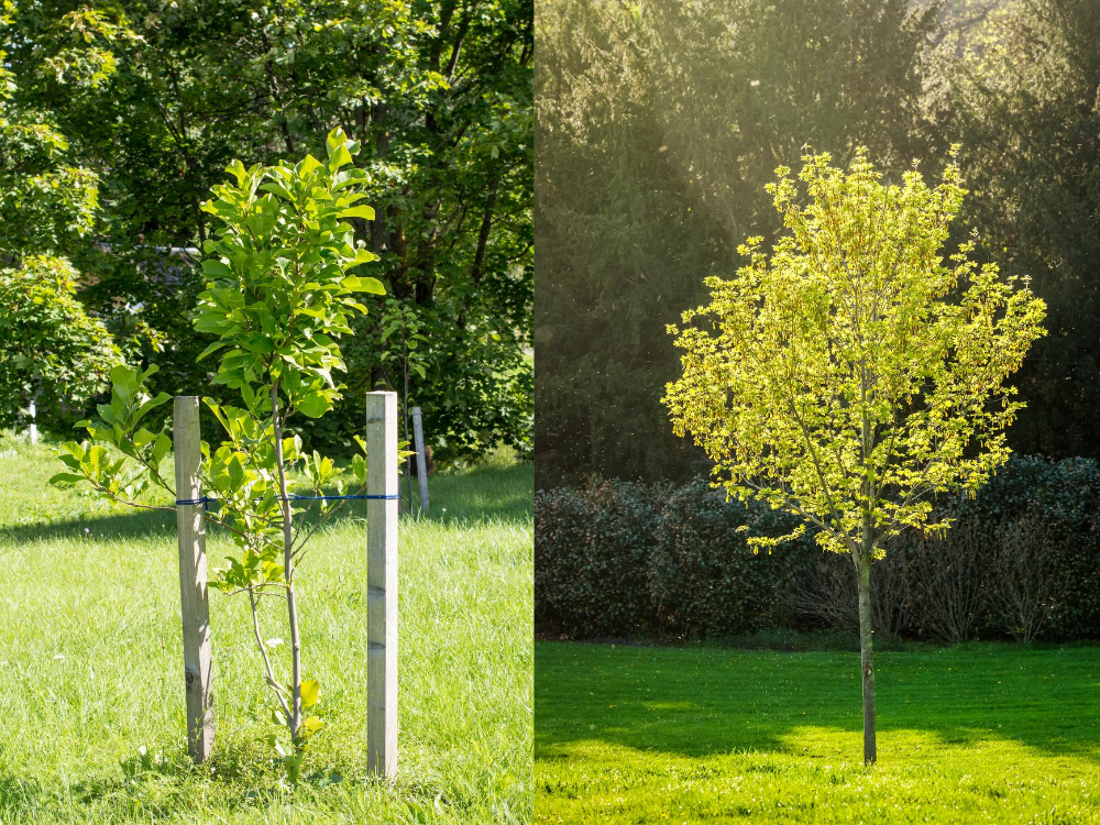 How to Care for a Newly-Planted Tree