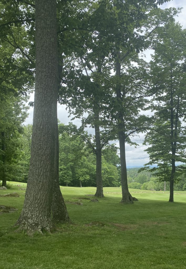 proper tree trimming and maintenance