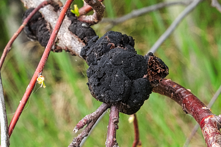 Closeup of a black knot fungus growth on a tree branch.