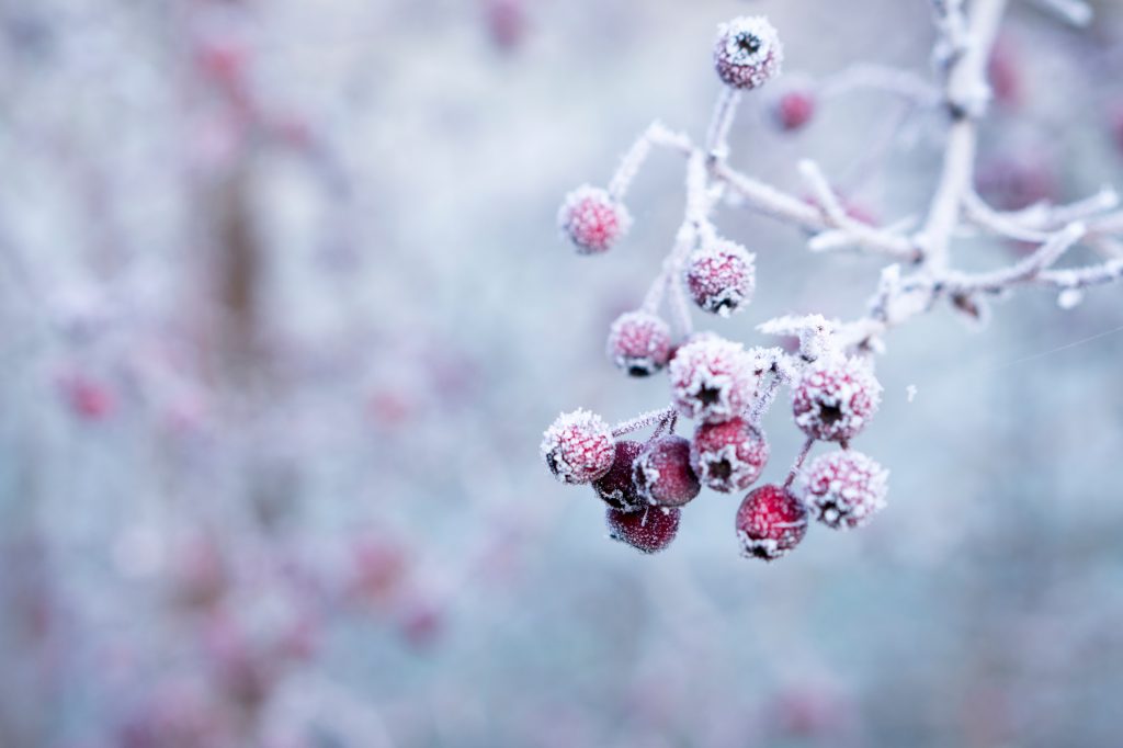 frozen berries, Maryland-Washington, DC, Nelson Tree Specialist