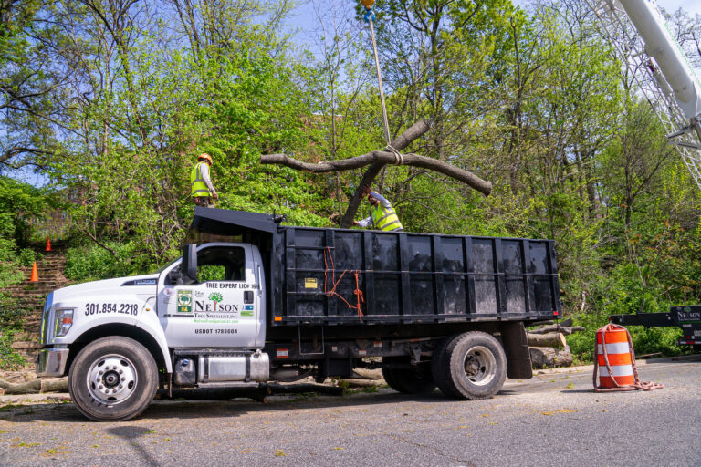 Nelson Tree Specialist, Inc. gallery 6