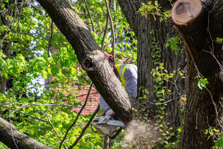 Nelson Tree Specialist, Inc. gallery 4