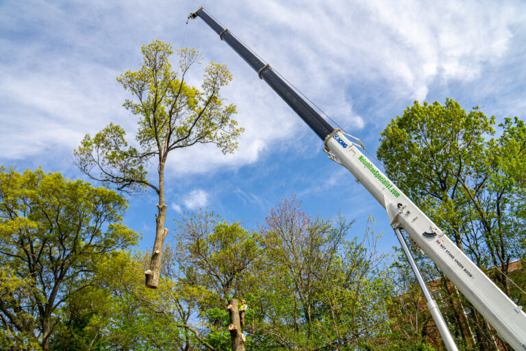 Nelson Tree Specialist, Inc. gallery 5