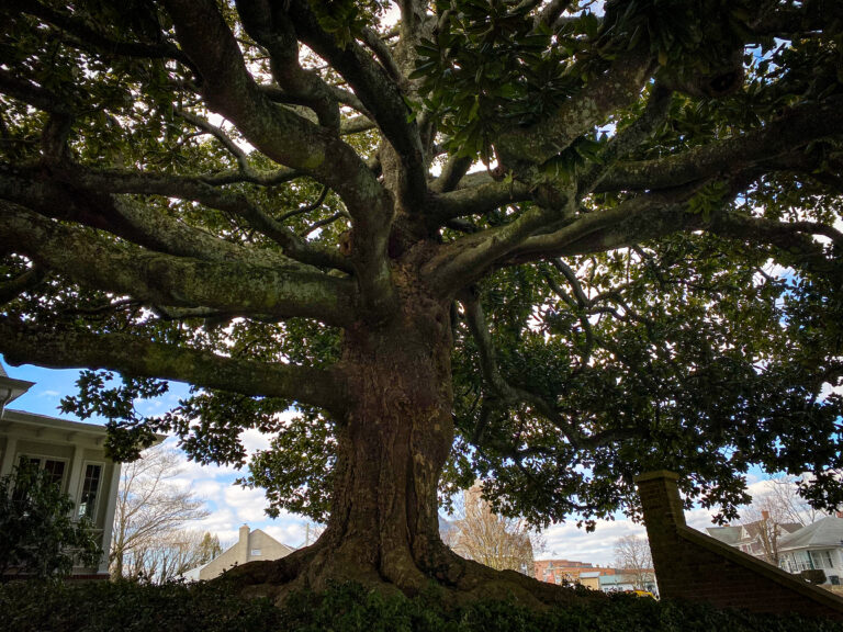 Nelson Tree Specialist, Inc. gallery 3