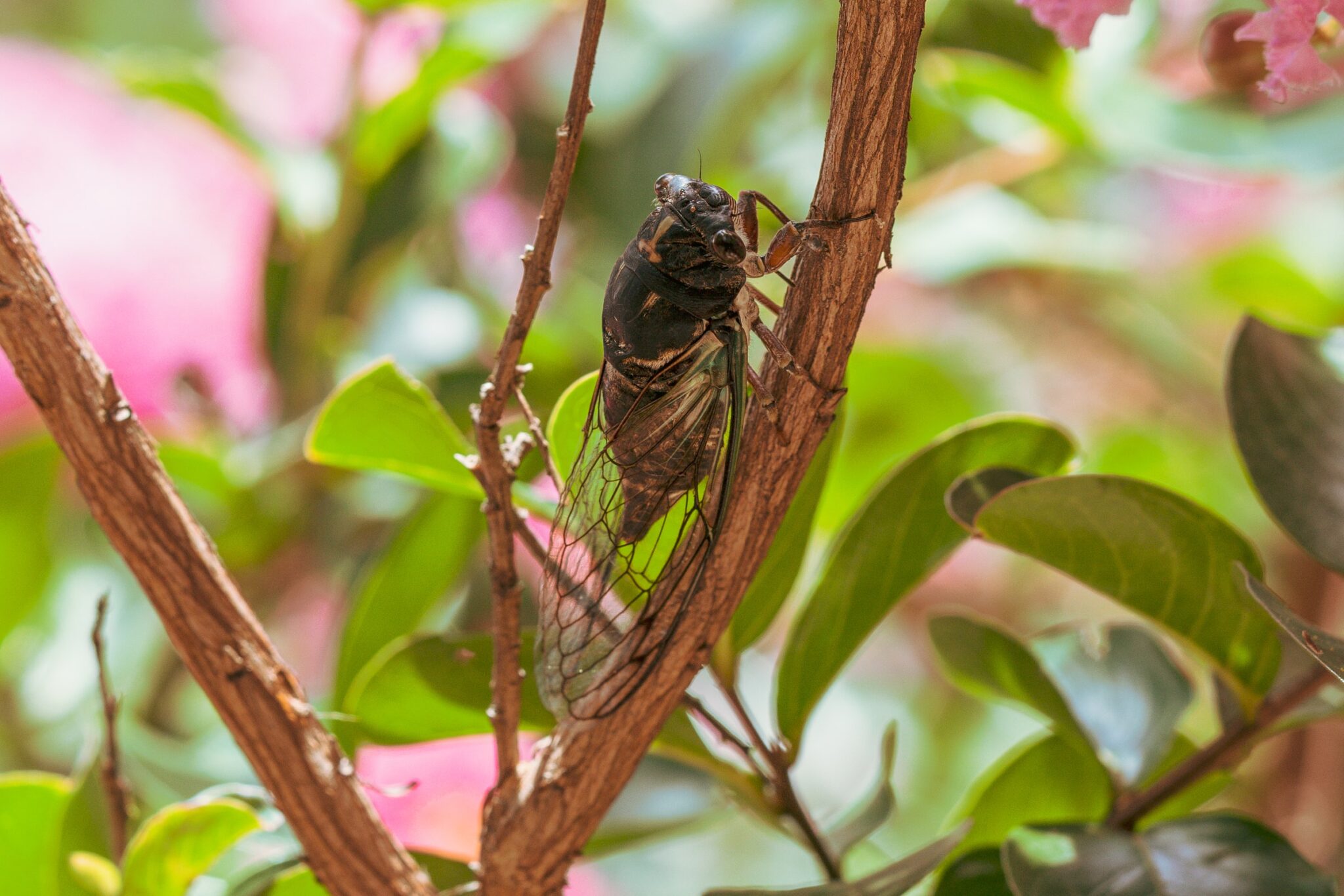 Learn How to Keep Your Tree Safe from Cicadas in Central