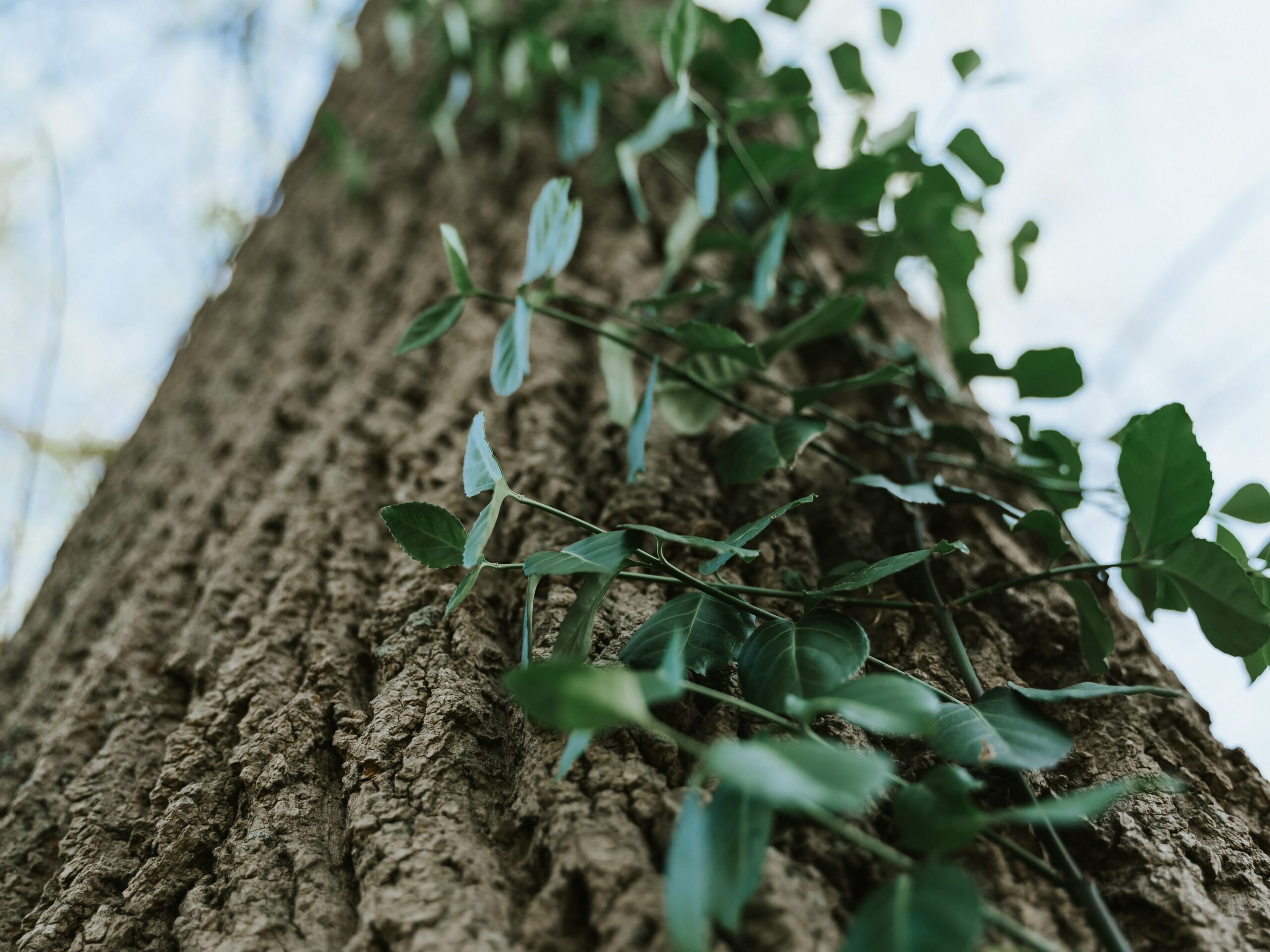 Three MarylandNative Trees to Plant Nelson Tree Specialist