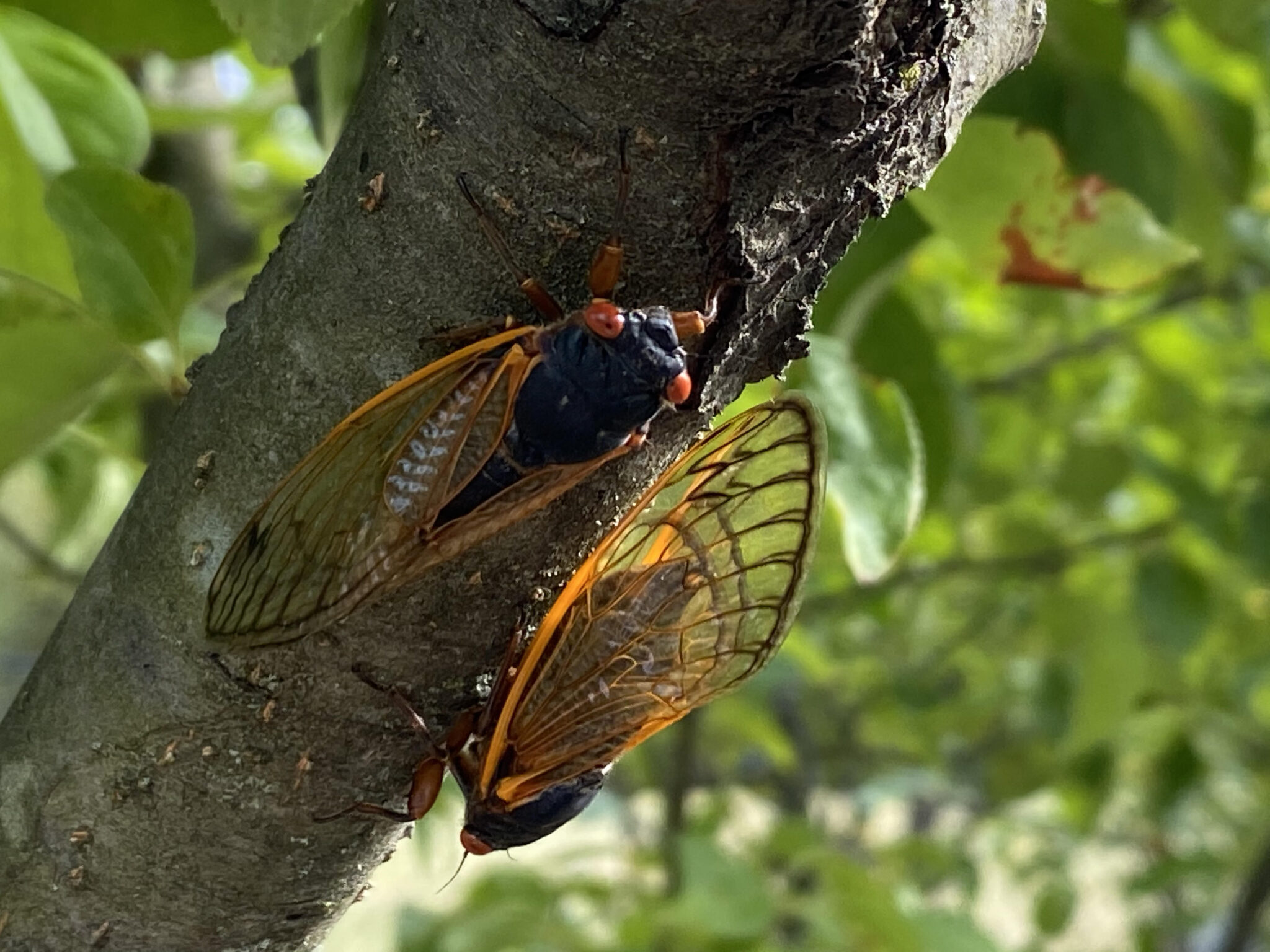 They are Almost Gone Try these Cicadas Recipes Nelson Tree Specialist