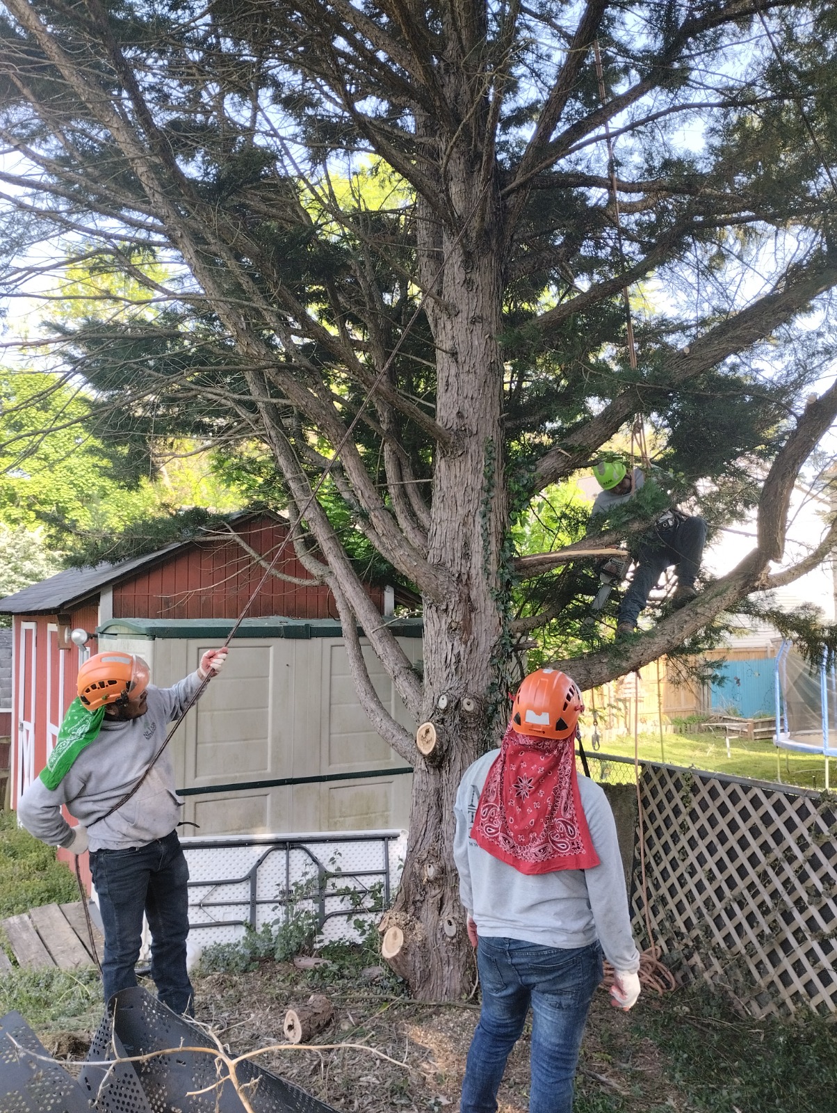 Nelson Tree Specialist arborists using rigging ropes to safely remove heavy branches and prepare a large tree for spring.