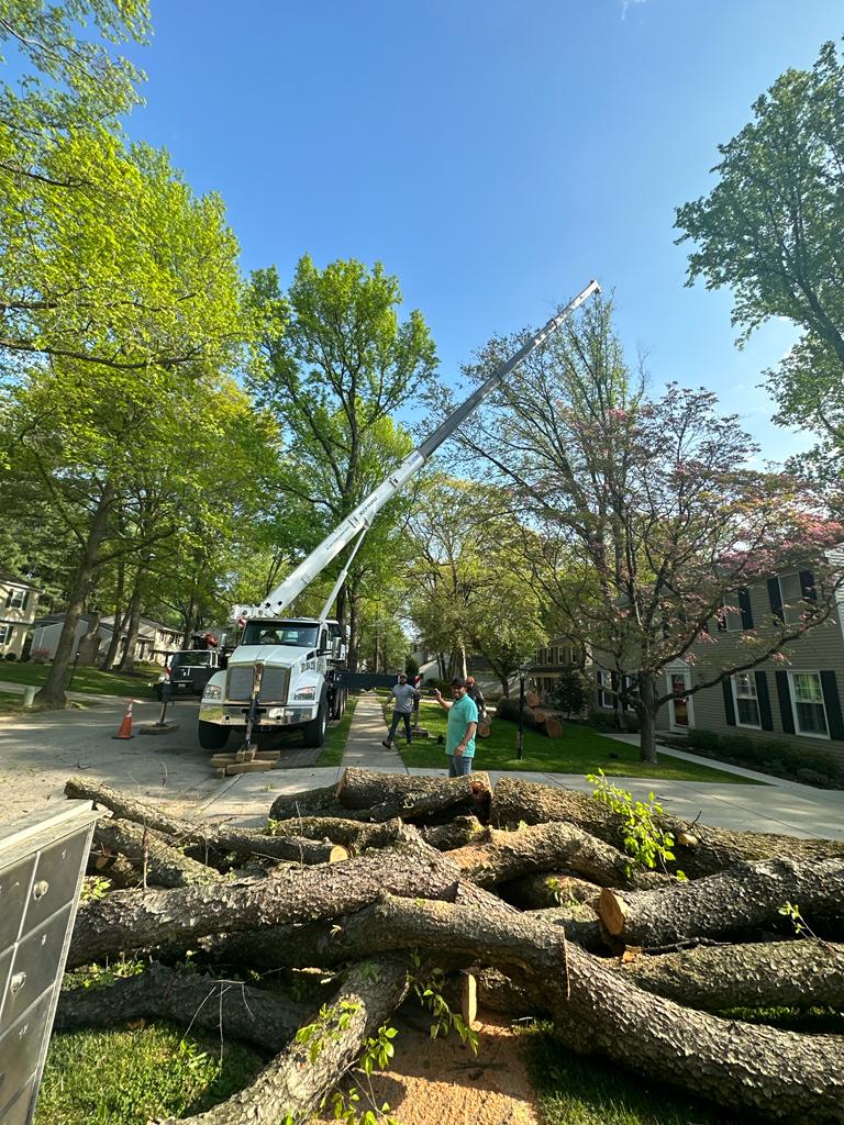 Large tree logs on a residential lawn after tree removal
