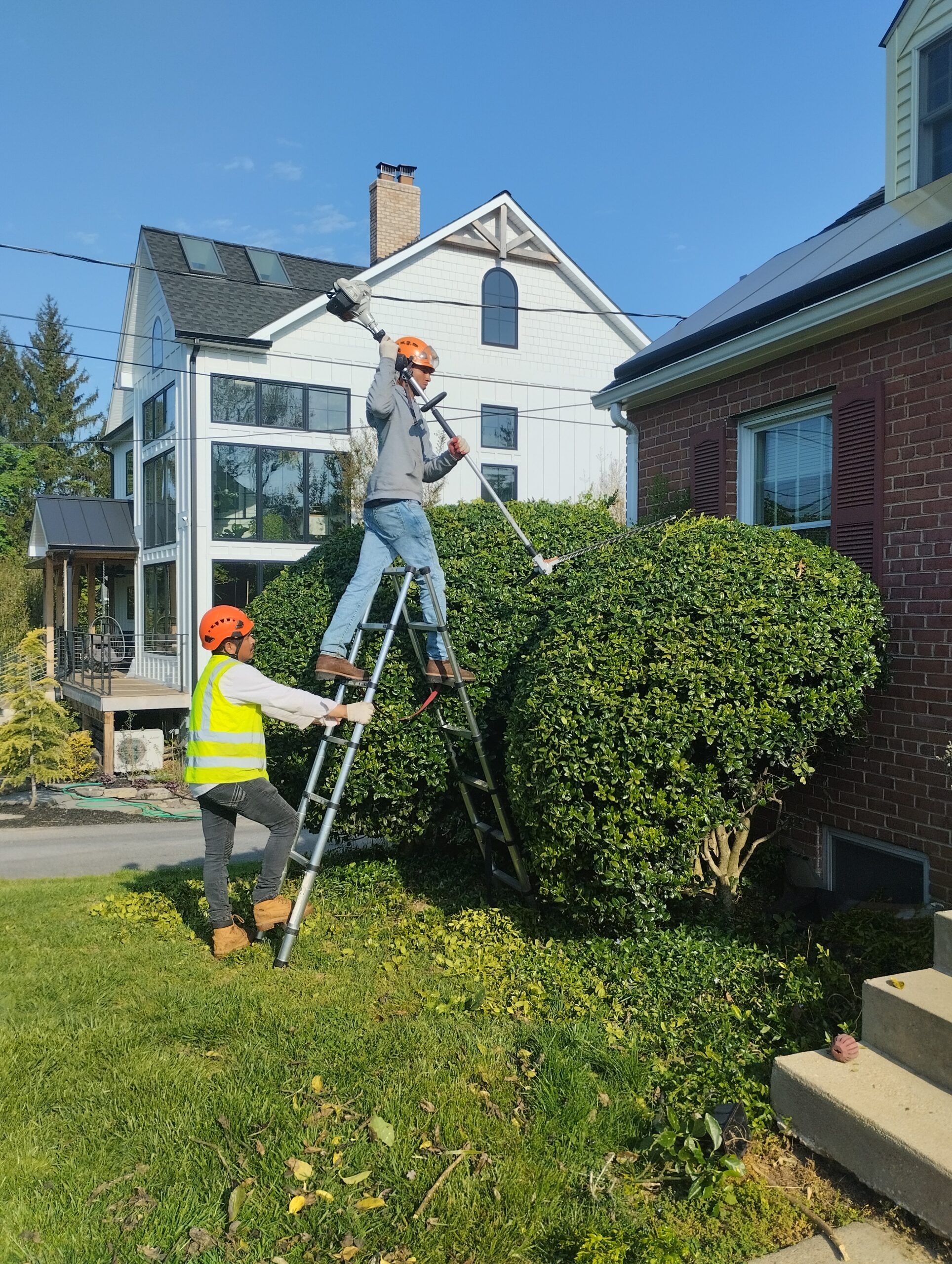 Tree Service in Frederick County MD | Nelson Tree Specialist