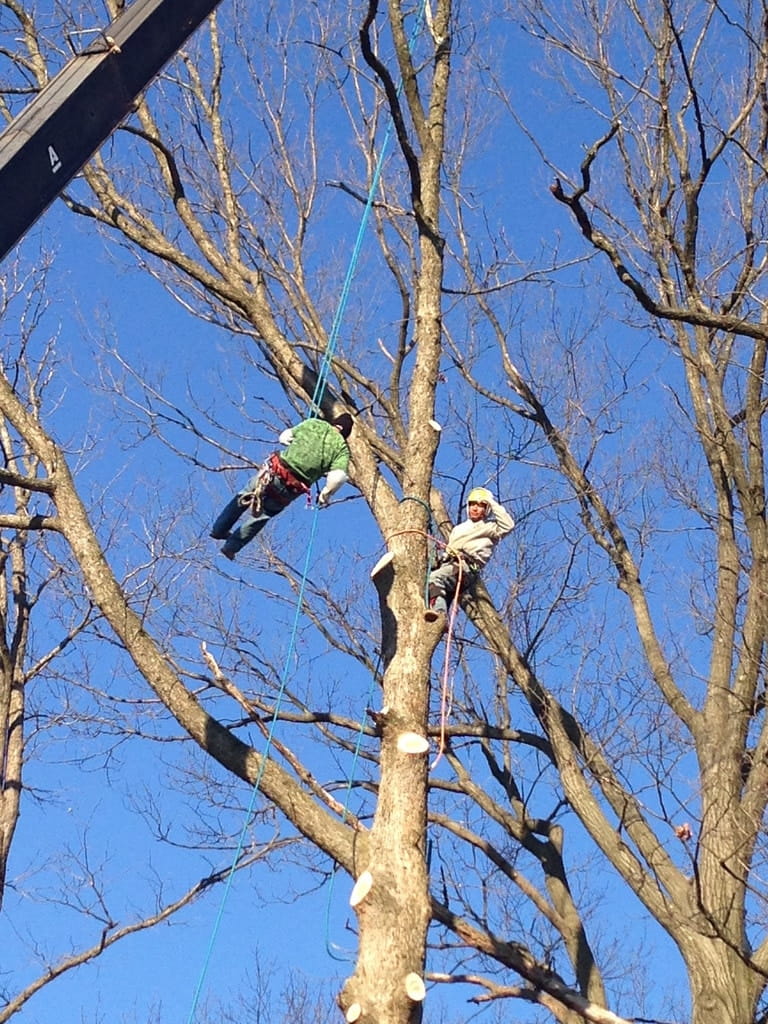 Why Maryland Homeowners Call Nelson Tree Specialist